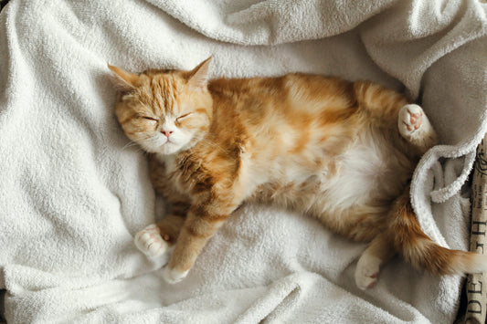 Revealed: Cat Sleeping Positions and What They Mean?