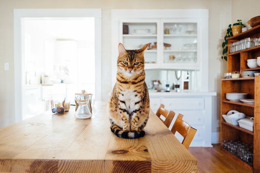 How Do You Keep Cats Off Your Kitchen Counter?
