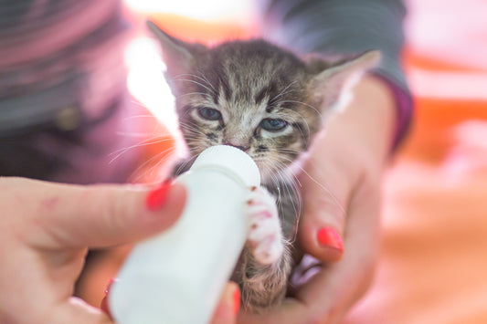 Expert’s Opinion on What to Feed a Newborn Kitten Safely
