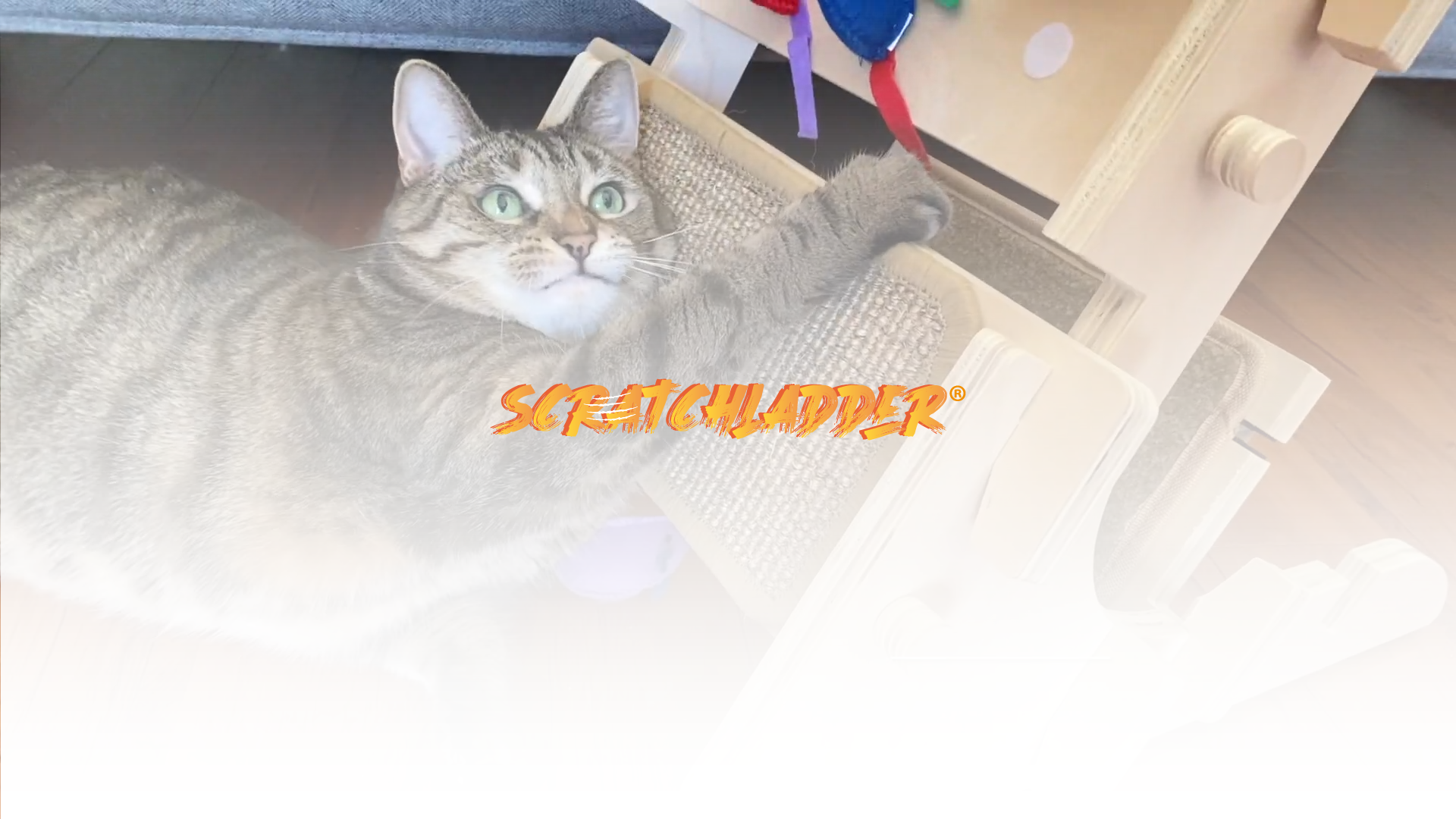 Load video: Scratchladder | Scratch Play Meow
