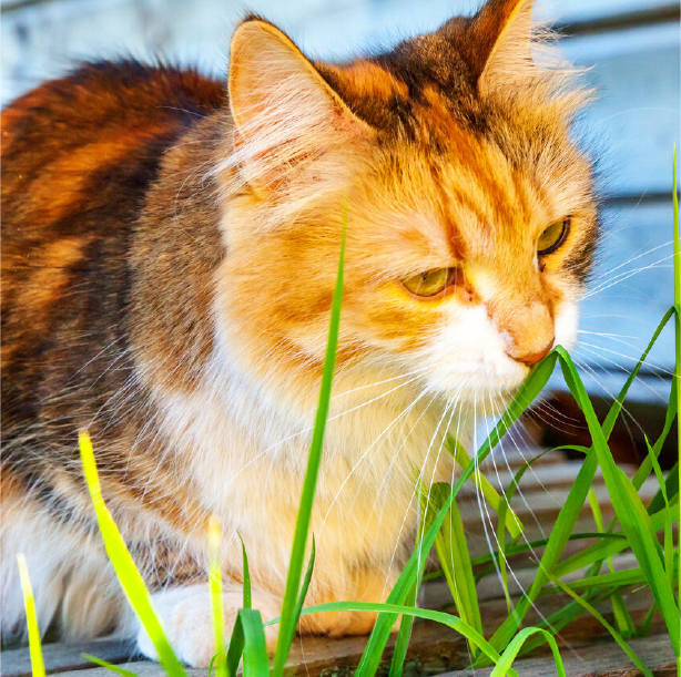 Why Does My Cat Eat Grass?