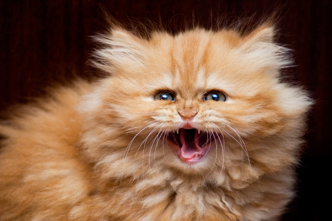 Cat Yowling: 7 Sounds Cats Make and What do They Mean?