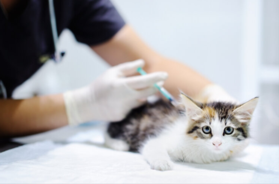 Complete Guide to Cat Vaccinations: Schedule, Risk and More