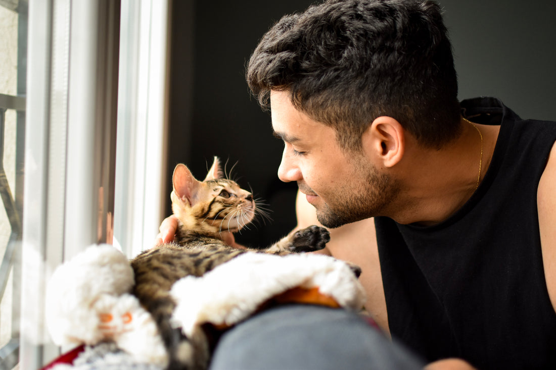 Does My Cat Love Me? Top Signs Explained