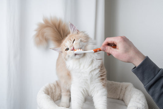 Expert’s Tips: How to Take Care of a Cat