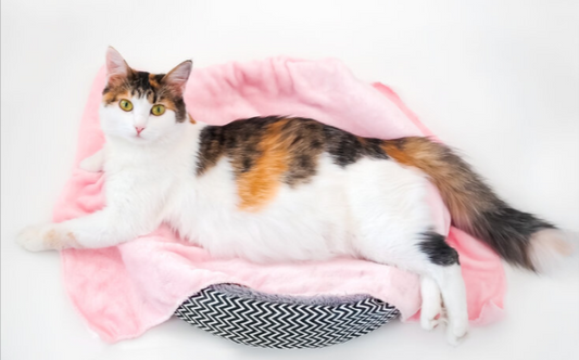 Pregnant Cat Symptoms: Is My Cat Pregnant? Top Signs
