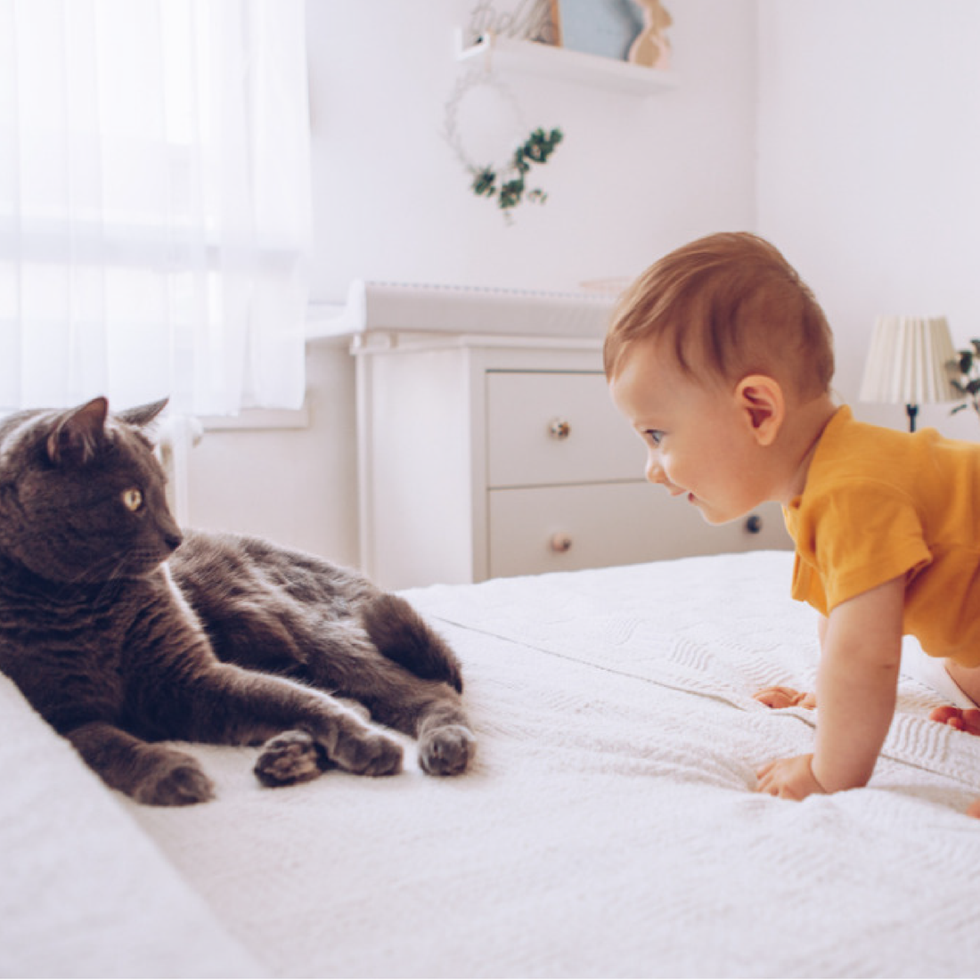 Is Having a Cat with a Newborn Baby a Good Idea?