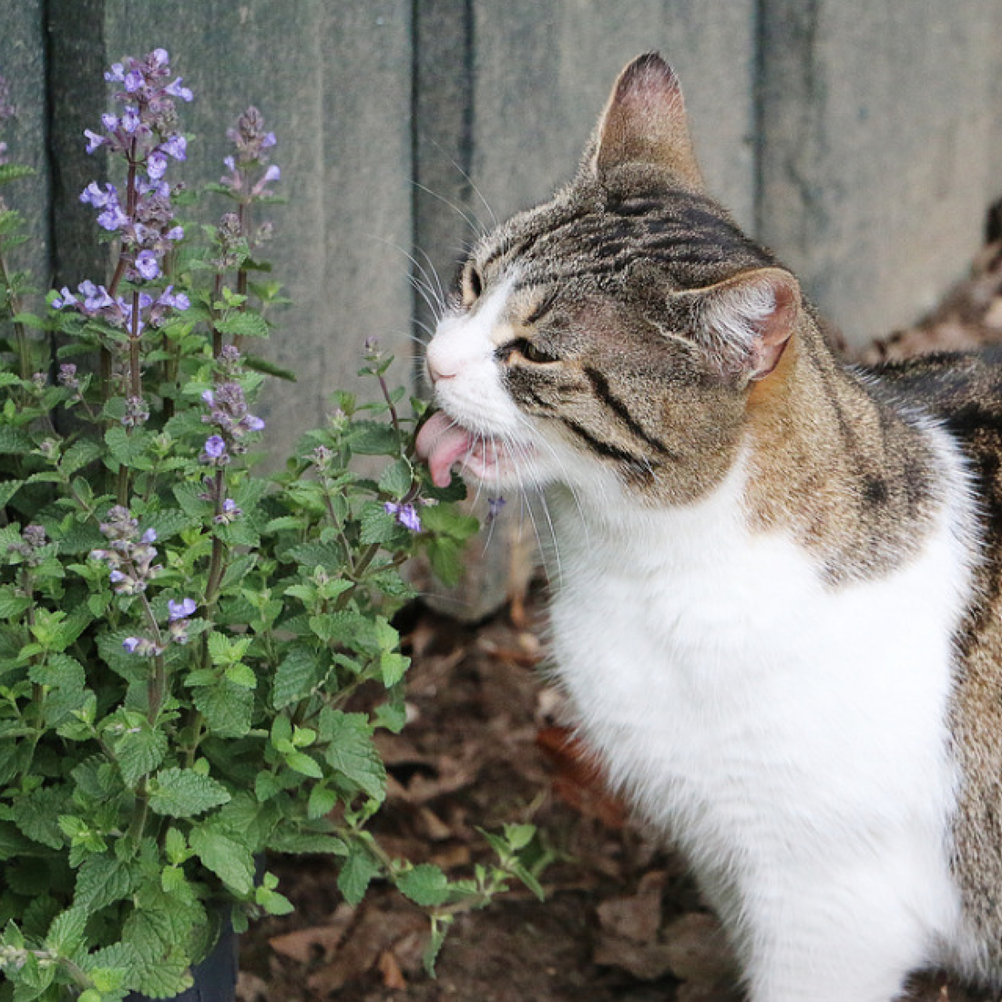 Why do Cats Love Catnip?