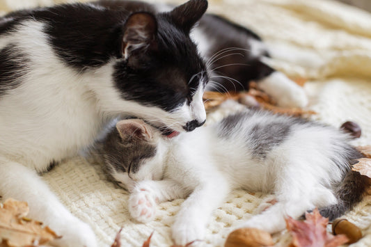 Expert’s Tips: Caring for Newborn Kittens and Mother