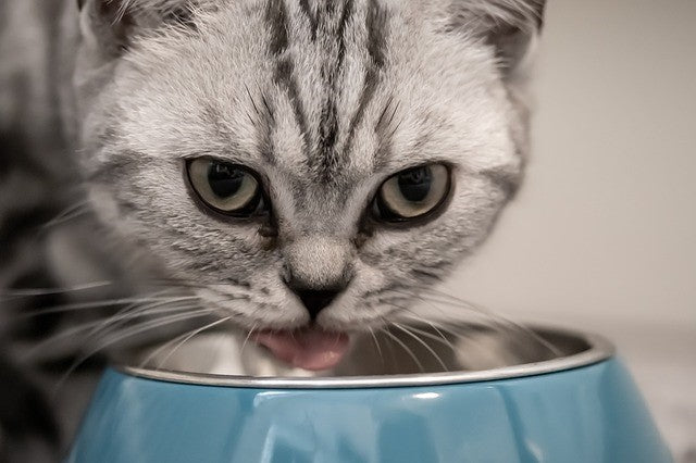 Surprisingly Dangerous Human Foods for Cats