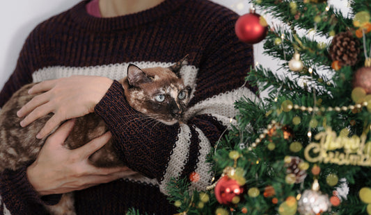 Top Tips to Keep Your Cat Off the Christmas Tree this Year