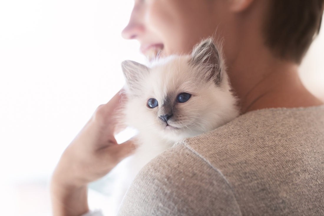 How to Raise a Kitten Without Effort