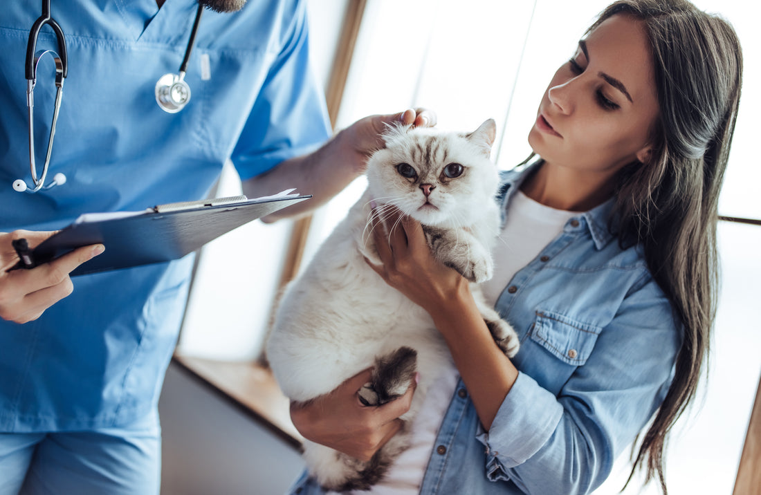 Serious Cat Health Issues You Must Know About